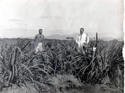 Familia Aspíllaga en los cañaverales de Cayaltí
Foto: Cudelio Córdova Sánchez del Archivo José Córdova Barandiarán.